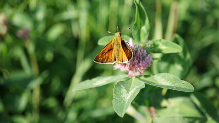 Fototapeta na wymiar Ginger butterfly on a flower