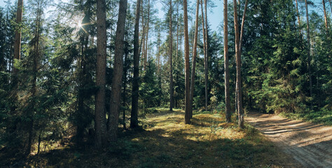 morning in the woods