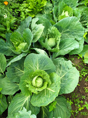 Beds with young cabbage. The ovary of cabbage. Vegetables grow in the garden. Young green cabbage on the garden bed in the summer. Green leaves. Harvesting, ripening of fruit crops