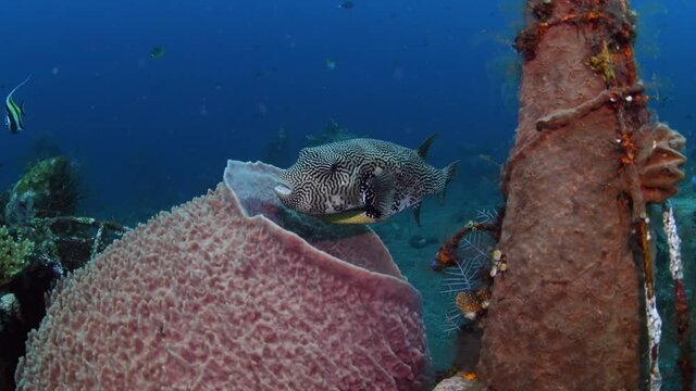 Map Puffer - Arothron mappa is doing cleaning. Underwater world of Tulamben, Bali, Indonesia.