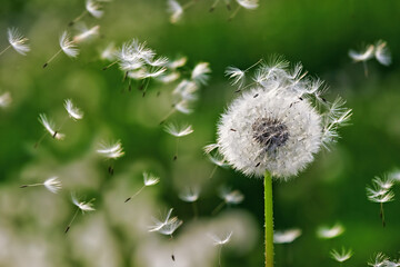 White dandelion head with flying seeds on green background