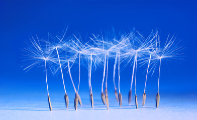 Obraz premium Macro of Dandelion Seeds resembling ballet dancers on the stage (Swan Lake), copy space