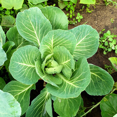 Beds with young cabbage. The ovary of cabbage. Vegetables grow in the garden. Young green cabbage on the garden bed in the summer. Green leaves. Harvesting, ripening of fruit crops