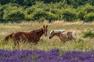 Horses in a meadow near a lavender field in Provence