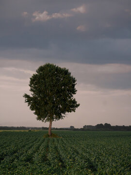 lonely tree in the field