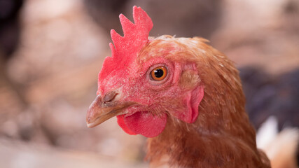 Close-up of a hen with a red crest, the head of the hen is standing out against the out of focus background. the hen is looking at the camera, only one eye is visible.