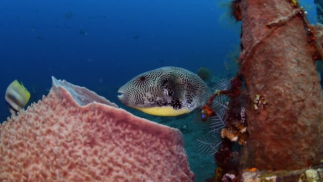 Map Puffer - Arothron mappa is doing cleaning. Underwater world of Tulamben, Bali, Indonesia.