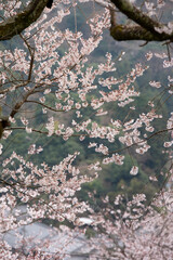桜　ソメイヨシノ