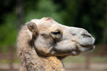 Obraz premium the head of a dromedary