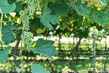 Grappoli d'uva italiana