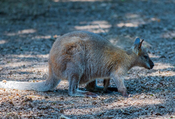 a kangaroo Macropus rufogriseus standing in the shade