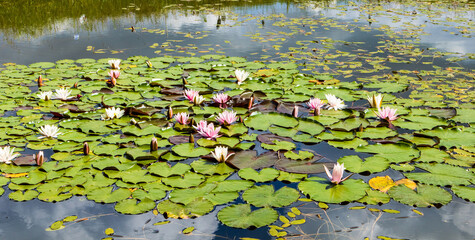 Obraz na płótnie Canvas White and reddish flowering water lilies in a pond