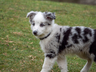 White puppy with black spots walking in the park