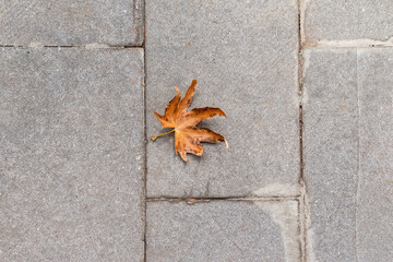 Dry leaf on the stone