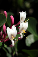 Pink and white honeysuckle blossoms in bloom on a sunny day in Israel
