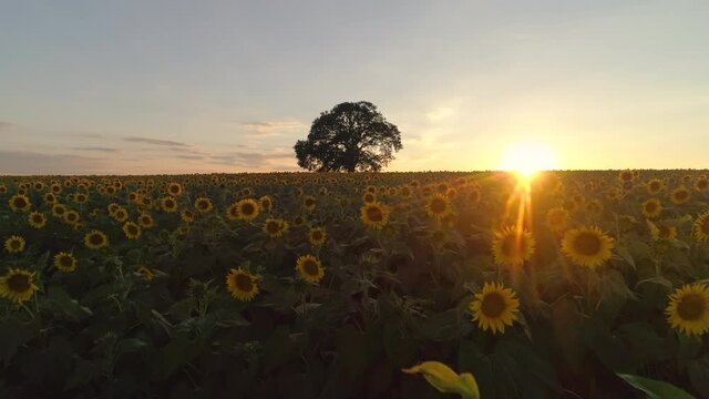 Field of blooming sunflowers and tree on a background sunset.