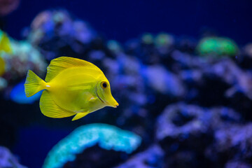 Aquarium sea yellow angel fish in anemonas wild life