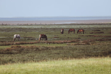 herd of horses