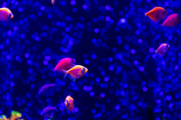 Nice neon glowfish in freshwater tank nature water color painted aquarium