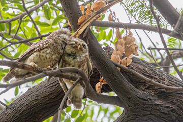 Spotted Owl caressing each other