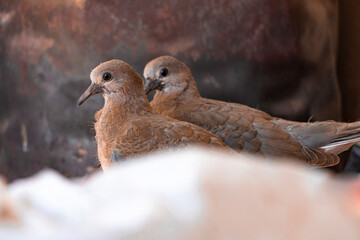 A couple f doves