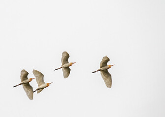 Four Friends Cattle Heron flying
