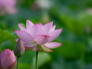 美しく咲いた蓮の花　7月
