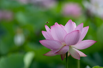 Obraz premium 美しく咲いた蓮の花 7月