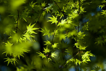 maple leaves