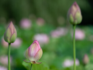 蓮の花のつぼみ　7月