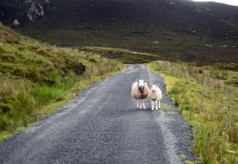 Two sheeps on the roud
