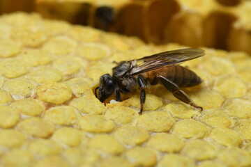 Honey Bees on bee hive in Thailand and Southeast Asia.