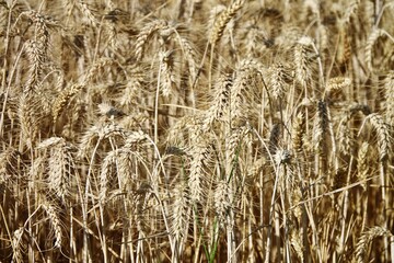 Yellow grain ready for harvest growing in a farm field: close up of a ripe ears of organic wheat in a field ready to be harvested