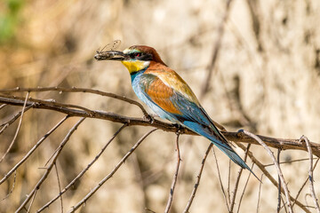 European bee eater perched on a branch with an insect in the beak, South of France