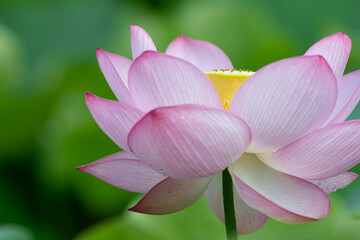 美しく咲いた蓮の花　7月