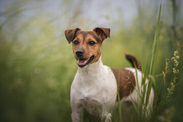 Classic portrait of a serious jack russell terrier standing among yellow-green thickets and looking into the distance