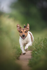 Funny jack russell terrier with his tongue hanging out running along the path among the field against the background of a lush summer landscape - obrazy, fototapety, plakaty