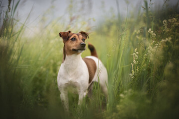 Classic portrait of a serious jack russell terrier standing among yellow-green thickets and looking into the distance