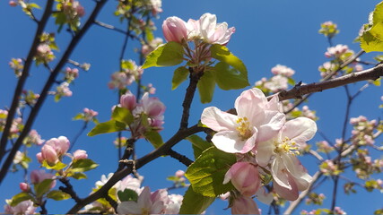 Close up of cherry blossoms on branch with leaves in springtime
