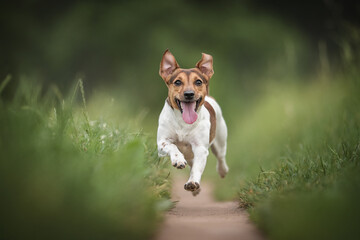 Funny jack russell terrier with his tongue hanging out running along the path among the field against the background of a lush summer landscape