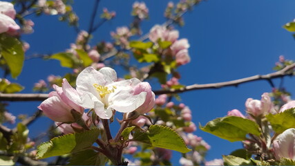 Close up of cherry blossoms on branch with leaves in springtime