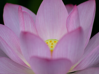 美しく咲いた蓮の花　7月