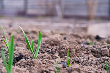 Beautiful neat garden with growing green garlic