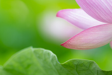 透明感のある蓮の花びら　7月