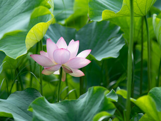 Obraz premium 美しく咲いた蓮の花 7月