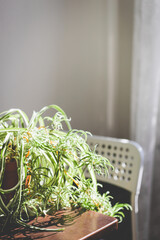 The Spider plant (Chlorophytum) on the table.