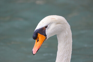 Muso di un cigno in primo piano