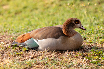 One Egyptian goose on the grass