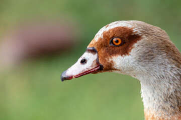 portrait of an Egyptian goose