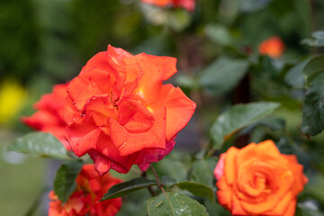 Pomarańczowe róże w ogrodzie. Kwiaty w domowym ogródku podczas słonecznego dnia.